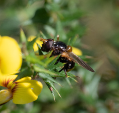Cyphipelta rufocyanea