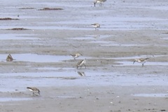 Calidris pusilla