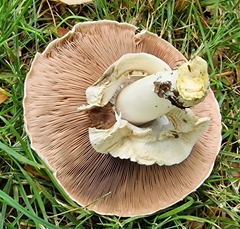 Agaricus xanthodermus