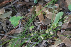 Juncus tenuis