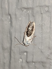 Ponometia erastrioides