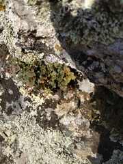 Asplenium ruta-muraria