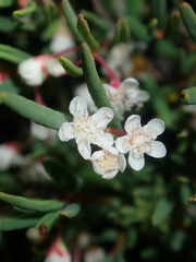 Monotaxis bracteata