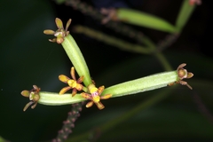 Pomatocalpa diffusum