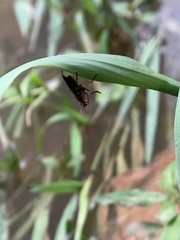 Insecta