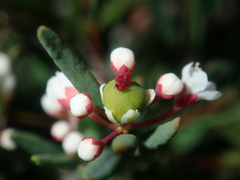 Monotaxis bracteata