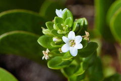 Lysimachia mauritiana