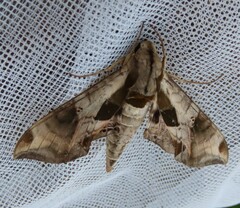 Eumorpha pandorus