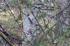 Sitta europaea