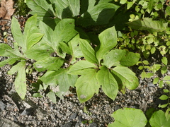 Nabalus trifoliolatus