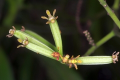 Pomatocalpa diffusum