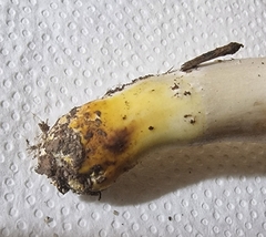 Agaricus xanthodermus