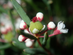 Monotaxis bracteata