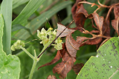 Emesaya brevipennis