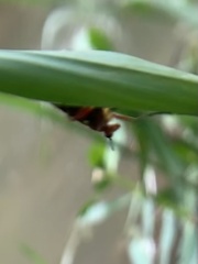 Insecta
