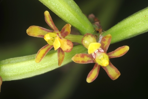 Diffuse Pomatocalpa