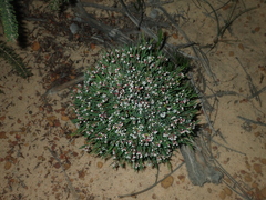 Monotaxis bracteata