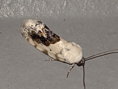 Ponometia erastrioides