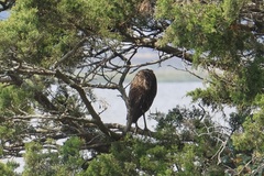 Nycticorax nycticorax