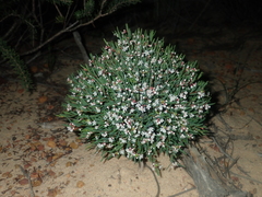 Monotaxis bracteata