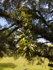 Pomatocalpa diffusum