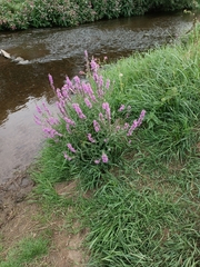 Linaria purpurea