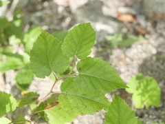 Betula cordifolia