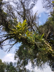 Pomatocalpa diffusum