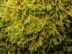 Brachythecium rivulare