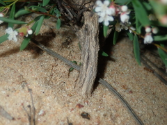 Monotaxis bracteata