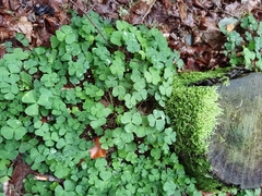 Oxalis acetosella