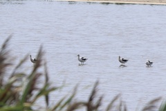 Recurvirostra americana