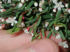 Monotaxis bracteata