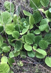 Bergenia