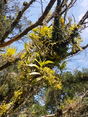 Pomatocalpa diffusum