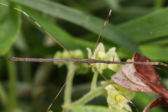 Emesaya brevipennis