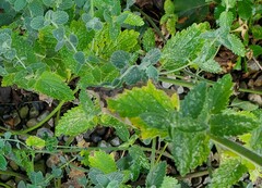 Nepeta racemosa