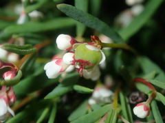 Monotaxis bracteata