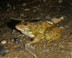 Pelophylax perezi
