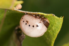 Labidomera clivicollis