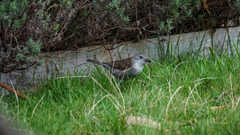 Colluricincla harmonica
