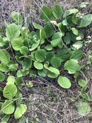 Bergenia