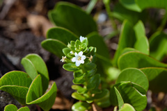 Lysimachia mauritiana