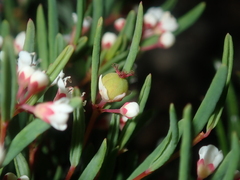 Monotaxis bracteata