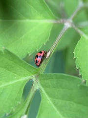 Cheilomenes sexmaculata