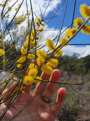 Acacia acuminata