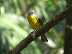 Eopsaltria australis