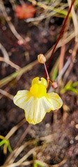 Utricularia subulata