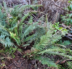 Polystichum proliferum