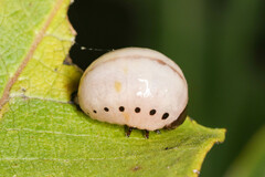 Labidomera clivicollis